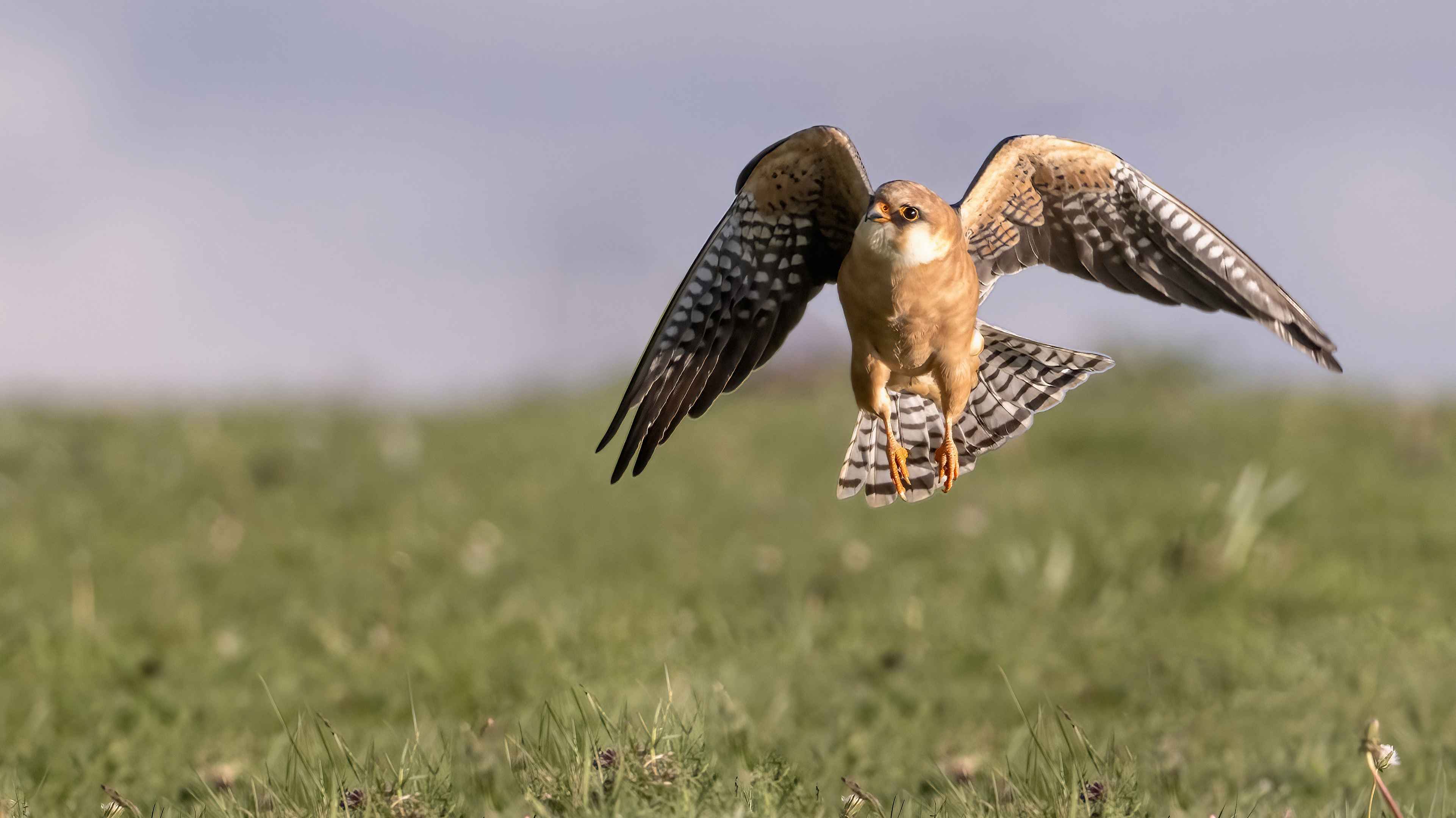Red-footed Falcon
